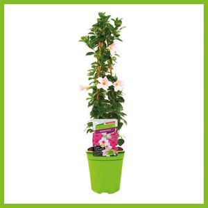 Afbeelding van Kp19 Sundaville Piramide Wit